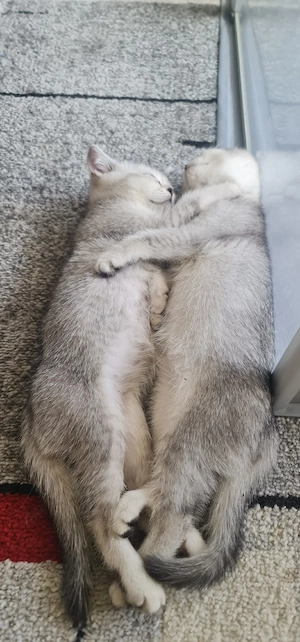 Süße BKH Kitten 