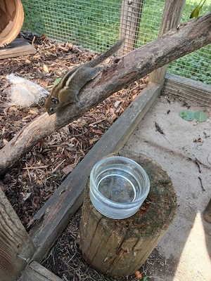 Chinesische Baumstreifenhörnchen  Bild 2