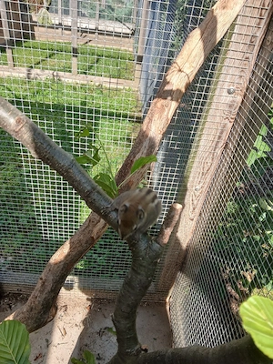 Chinesische Baumstreifenhörnchen  Bild 3