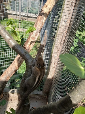 Chinesische Baumstreifenhörnchen  Bild 4