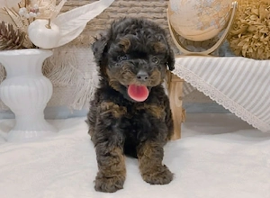 Entzückende Teacup-Maltipoo-Welpen suchen ein liebevolles Zuhause     