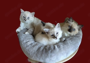 Traumhafte Ragdolls Kitten Abgabe ab 28.06.26