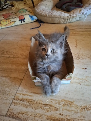 Abgabebereit Niedliche Maincoon Babys Mädchen 
