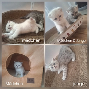 Wunderschöne BKH kitten abzugeben 