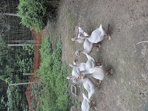 Fränkische landgänse 