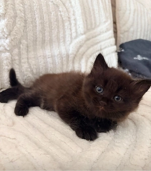 Scottish Straight katzenbaby katter 