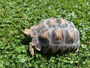 Zwei Spornschildkröten (Sulcata) aus dem Jahr 2024 und 2025 abzugeben