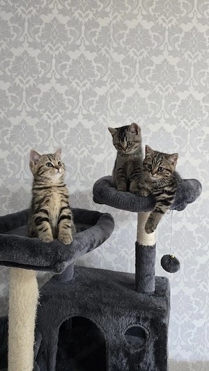 BKH Kitten suchen neu Zuhause