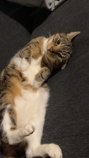 Liebevolle Traumkatze Nala (4 J.) sucht ein neues Zuhause