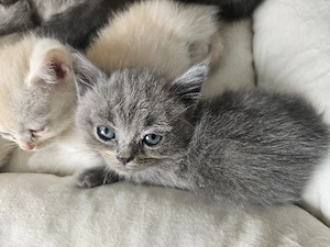 Britisch Kurzhaar Kitten suchen ein Zuhause