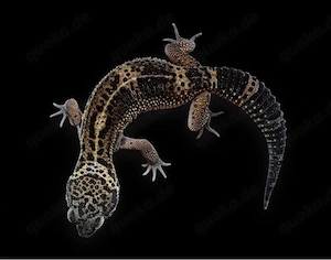 1.0 Leopardgecko Pure Black Night