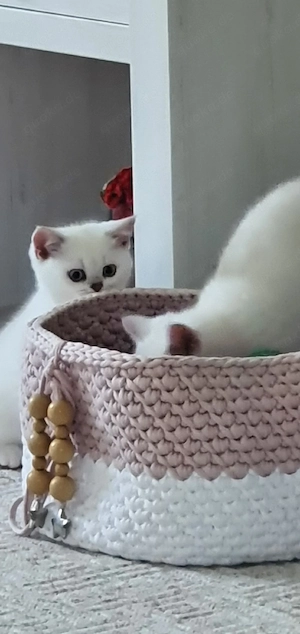 BKH Kitten mit blauen Augen 