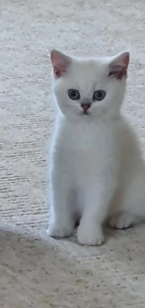 BKH Kitten mit blauen Augen  abgabe bereit 