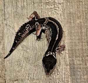 0.1 MS BN het. Eclipse Leopardgecko