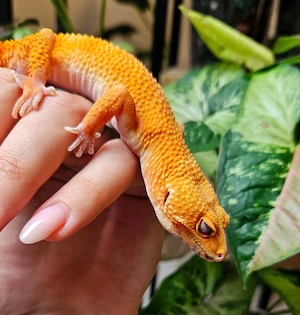 0.1 Leopardgecko Stonedevil
