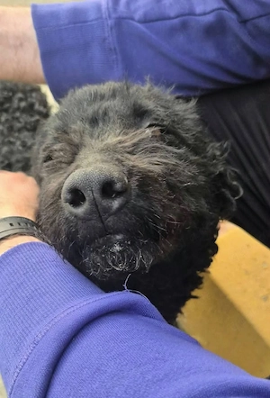 Lagotto Mix 1j 15kg Hündin kinderlieb unkompliziert aus Kroatien ausreisebereit 
