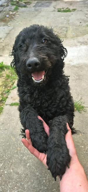 Lagotto Mix 1j 15kg Hündin kinderlieb unkompliziert aus Kroatien ausreisebereit 