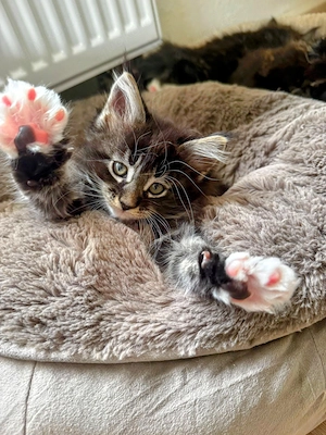 Reinrassiger Maine Coon Deckkater freut sich über Katzenbesuch (kein Verkauf) Bild 10