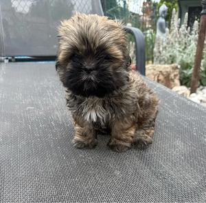 Shih Tzu Welpe 