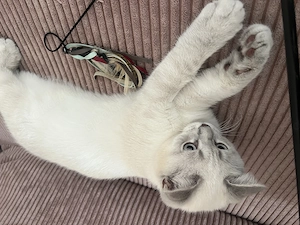 Katze Britisch Shorthair