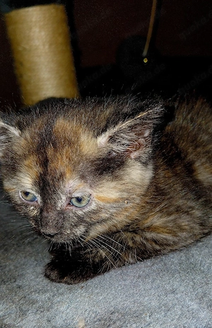 Katzenbaby 