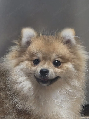 Süße Pomeranian-Hündin   geimpft, stubenrein & sehr intelligent   