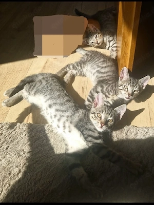 Kitten Katzenbabys