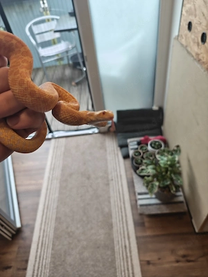 0.1 Pituophis catenifer sayi-Bullennatter