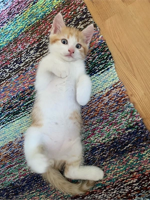 Katzenbaby