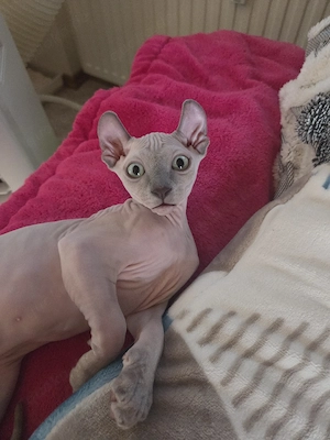 Sphynx Elf Katzen, Kitten, mit Schnurr und Tasthaaren 