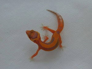 Leopardgecko Jungtiere | Weibchen | Bell Albino