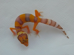 Leopardgecko Jungtiere | Weibchen | Bell Albino