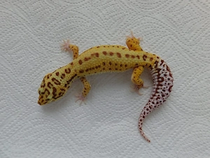 0.2 Leopardgecko Jungtiere | Weibchen | Bell Albino Bild 4