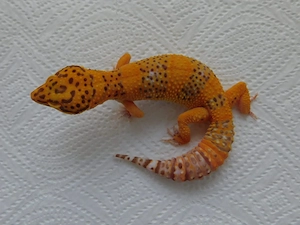 0.2 Leopardgecko Jungtiere | Weibchen | Bell Albino Bild 3