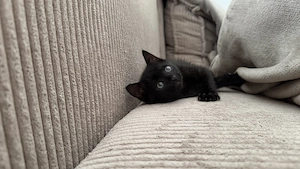 Süßer-EKH-Kater