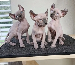    Lernen Sie unsere bezaubernden Sphynx-Kätzchen kennen!   