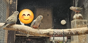 Bourkesittiche 
