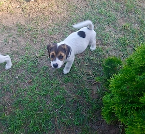 Knuddelige Beagle-Jack Russel Terrier Welpen