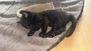 Stubenreine Kitten