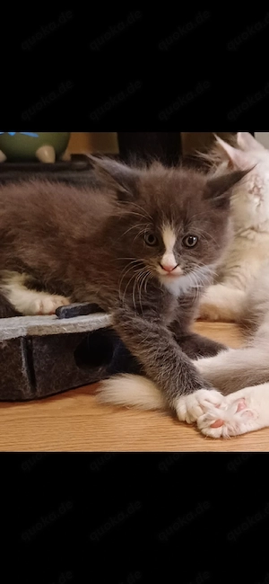 Maine Coon 
