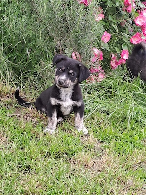 Kleinbleibender Grisu(4 Mon, 3,5 kg, 19 cm) sucht liebevolles Heim 