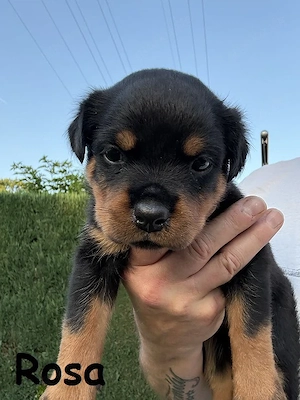 Rottweiler Welpen 