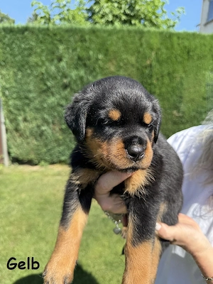 Rottweiler Welpen 