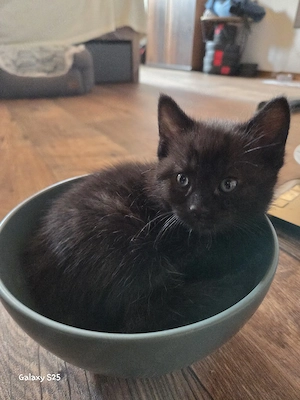 1 Kitten (Weibchen) ab ende Juli abzugeben  200Euro