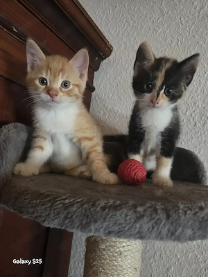 3 Kitten ab ende Juli abzugeben ( 2x Weibchen 1x Männchen) pro Kitten 200Euro