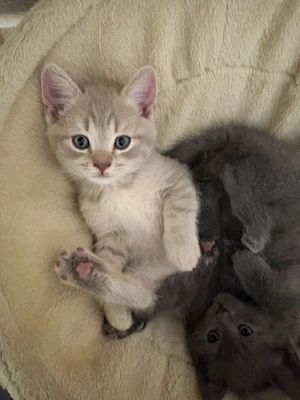Liebevolle BKH Kitten suchen ein liebevolles neues Zuhause 