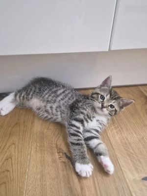 Ragdoll Mix Kitten