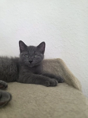 Bkh Kater 15 Wochen