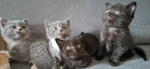 Wunderschöne BKH-Kitten suchen ein liebevolles Zuhause