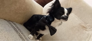 hund chiwauwau halbes jahr alt 